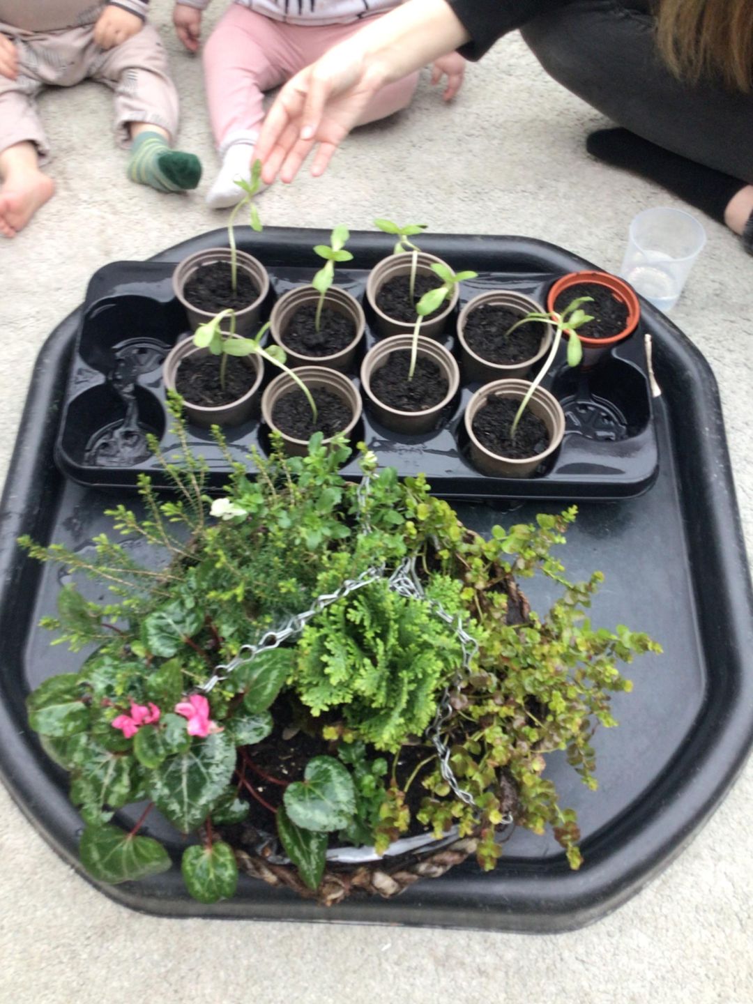 Children planting seedlings
